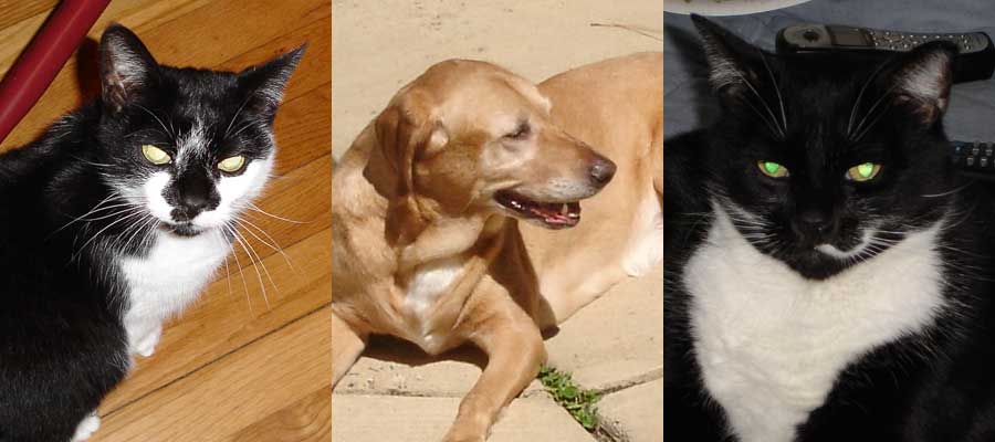 Kit Kat, Ginny and Taz